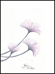 Blushing flower Blushing flower