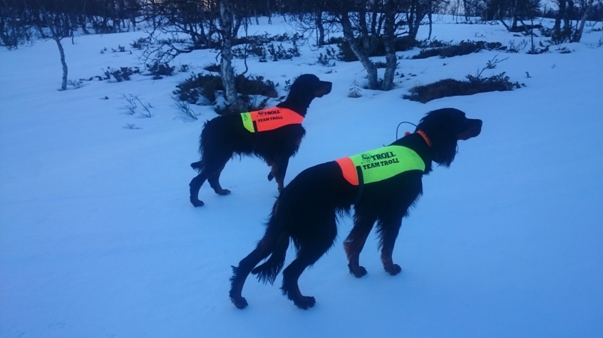 Kvannildalens Izadora och Fjällpilens GZ Qvality Kvannildalens Izadora och Fjällpilens GZ Qvality