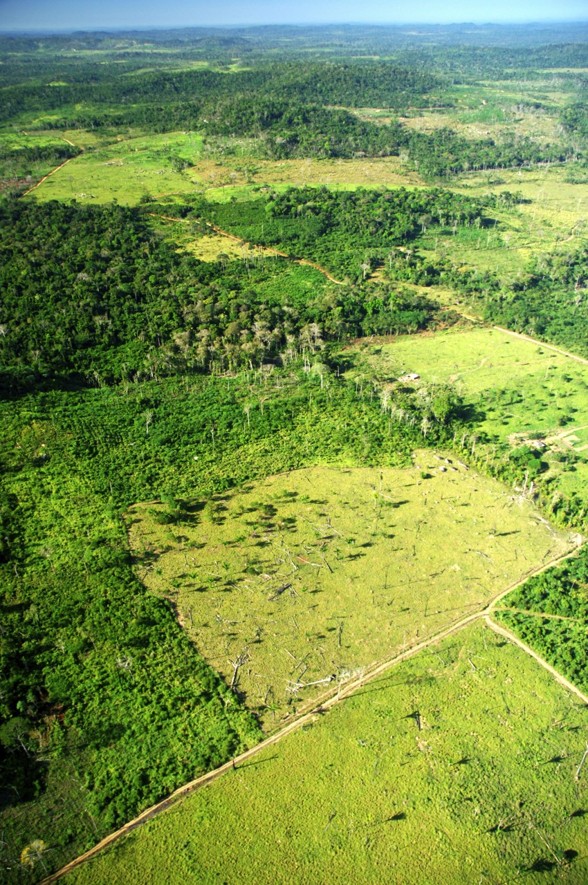 kövlat regnskogsområde Amazonas regnskog. Foto: Zig Koch/WWF