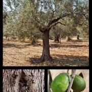 Julklappstips_olivträd