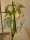 Gamla bilder 1270