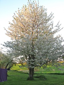 Körsbärsträd i trädgården