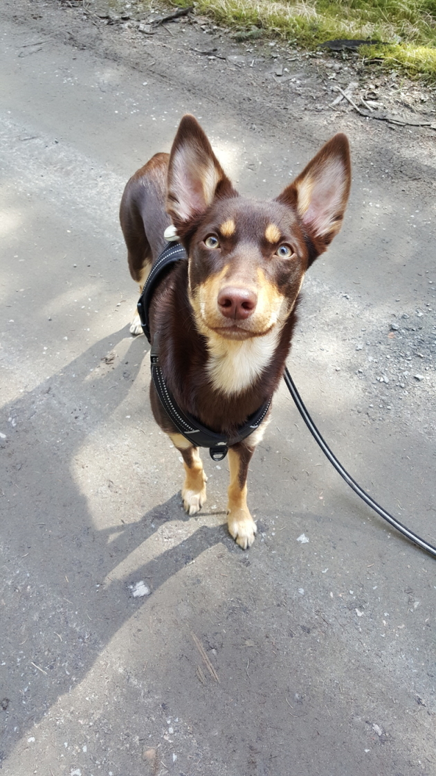 Leija, Australian kelpie. 11 mån. Leija, Australian kelpie. 11 mån.
