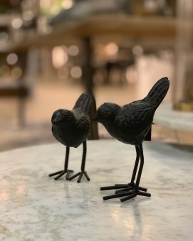 Fågel - fågel svart