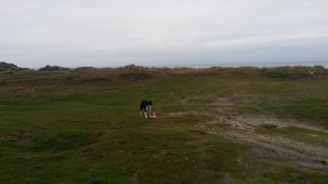 Valet av plats, här de halländska stranddynorna, kan påverka träningsläget såväl hos mig som hos min hund. Valet av plats, här de halländska stranddynorna, kan påverka träningsläget såväl hos mig som hos min hund.