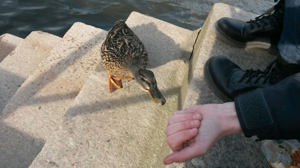 En anka som anmälde sig som frivillig för att ingå i våra förberedelser för uppgiften "Påverka beteenden". Här får den prova "Omvänt lockande" tillsammans med Jeanette:-) En anka som anmälde sig som frivillig för att ingå i våra förberedelser för uppgiften "Påverka beteenden". Här får den prova "Omvänt lockande" tillsammans med Jeanette:-)