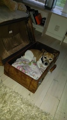 Finaste hundbädden jag sett - och dessutom med en fantastiskt fin liten hund "inuti":-) Tiger stal mitt hjärta totalt! Finaste hundbädden jag sett - och dessutom med en fantastiskt fin liten hund "inuti":-) Tiger stal mitt hjärta totalt!