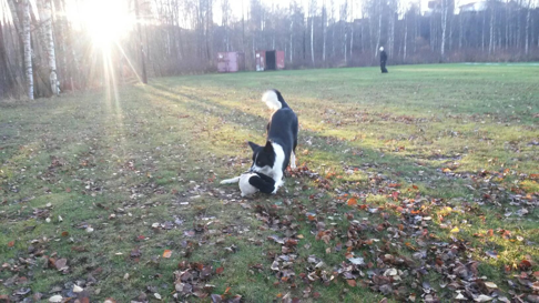 Pingu med pandan efter gruppmomenten. Busig blick och svansen i topp - långt ifrån det ösregn till hund som inte ville ligga plats i våras! Pingu med pandan efter gruppmomenten. Busig blick och svansen i topp - långt ifrån det ösregn till hund som inte ville ligga plats i våras!