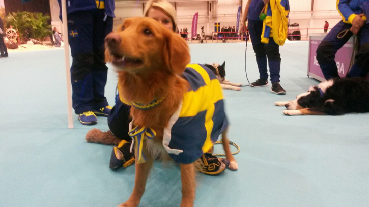 Det är nog en ännu mer speciell känsla att få representera sitt land tillsammans med sin hund. Det är nog en ännu mer speciell känsla att få representera sitt land tillsammans med sin hund.