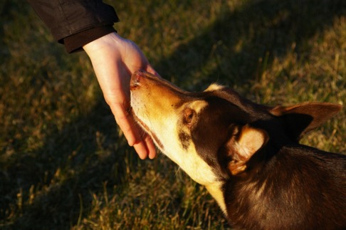 Ruffe - en hund fylld av starka känslor. Foto: Maria Evaldsson Ruffe - en hund fylld av starka känslor. Foto: Maria Evaldsson