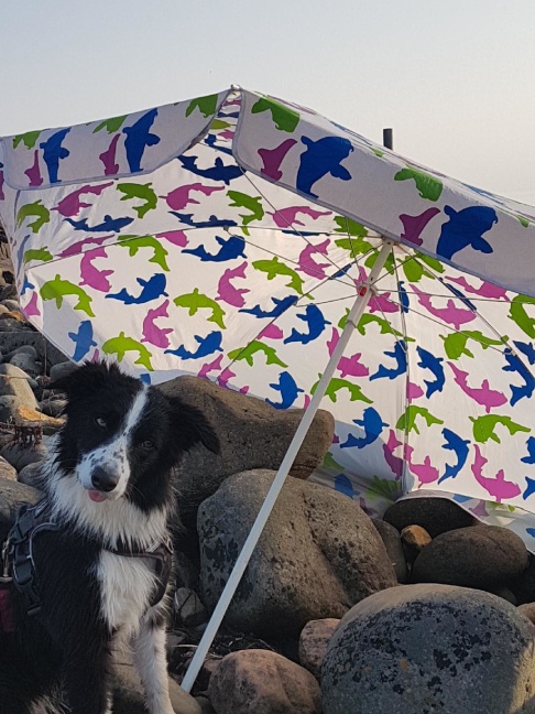 Gnutten på stranden, i måndags kväll. Gnutten på stranden, i måndags kväll.