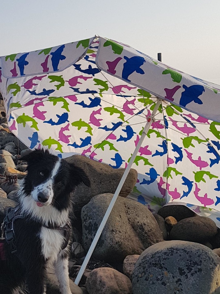 Gnutten på stranden, i måndags kväll. Gnutten på stranden, i måndags kväll.