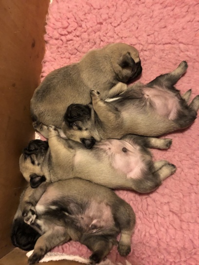 Faster Magdas Muminkull, Jan-2019 Faster Magdas Muminkull, Jan-2019