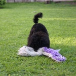 IMG_9518 IMG_9518