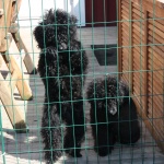 IMG_9235 IMG_9235