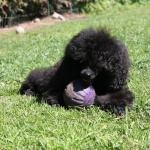 IMG_9267 IMG_9267