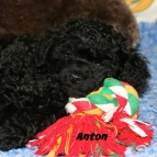 Anton Anton