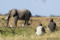 140714 Elephant and photographers