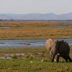 140714 Elephant in habitat