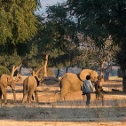 140715 Walking with Elephants kopia