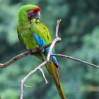 Great green macaw-Costa rica