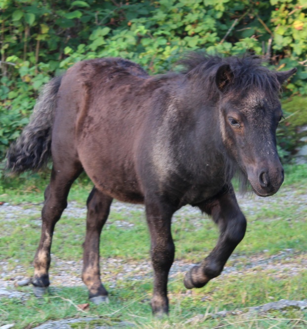3 mån