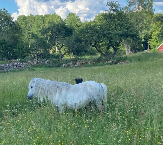 Just med sonen Pigge/Silver Lining