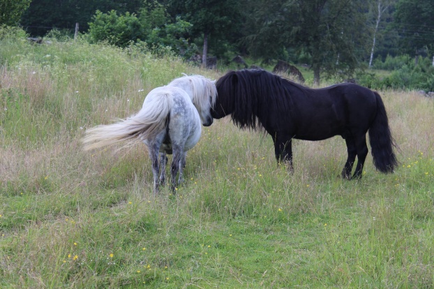 Sommaren 2019 (9år) även denna gång med Alex v.d. Ponyhoeve