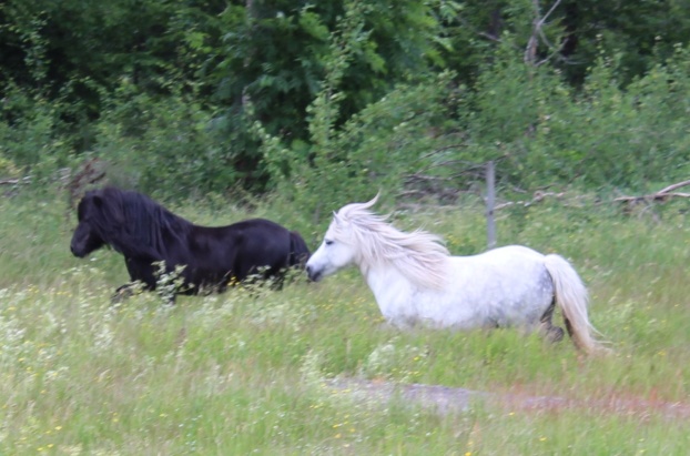 Sommaren 2019