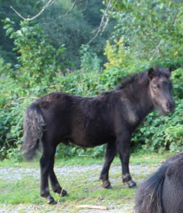 3 mån