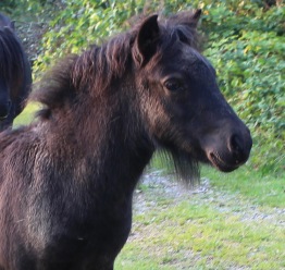 3 mån