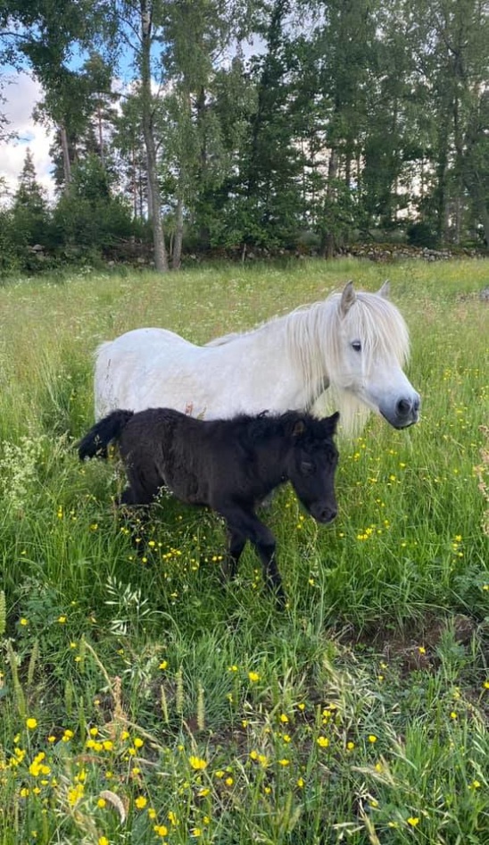 Silver Lining (alias Pigge) med mamma Just