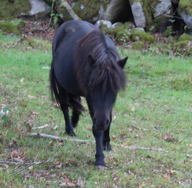 16 månader