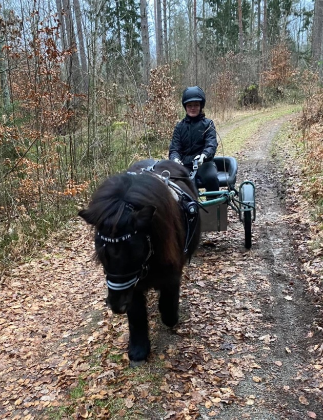 Wida startar träning av sina ponnyer på allvar.