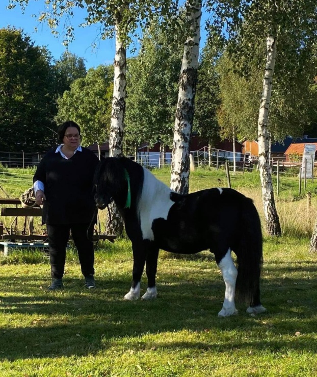 Vid AV 2021
