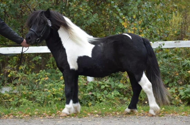 Godkänd enligt rasvisa krav. Foto: AW