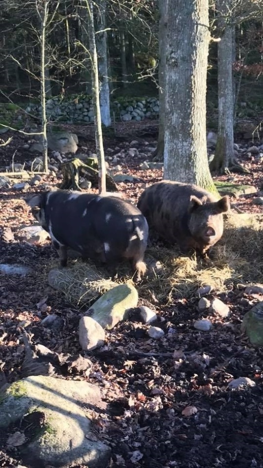 Helly o Hildur hösten 2018