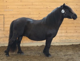Hamras Japonica
