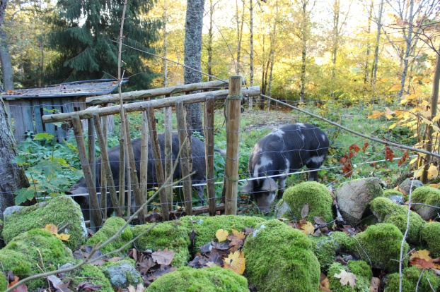 Höste 2013 - 1.5år gamla.