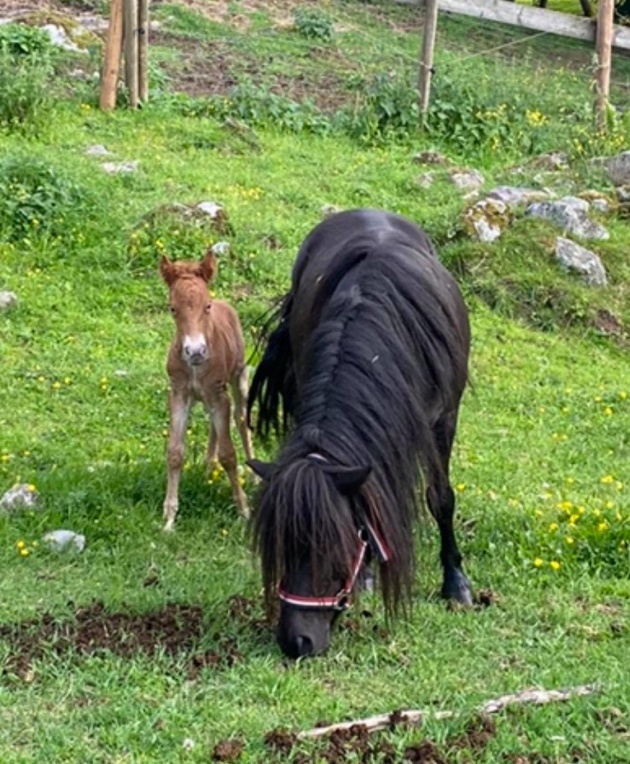 18/8 föder Rhianna en fuxhingst.