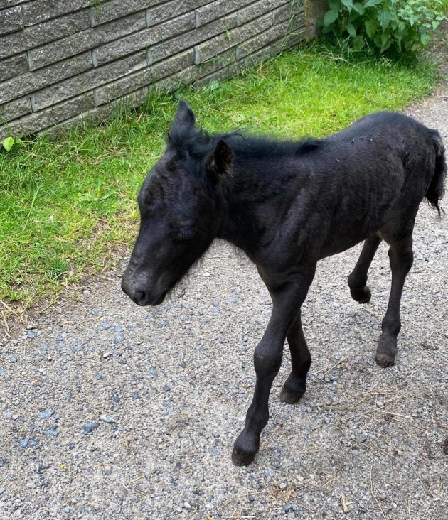 Allures lilla söta stoföl född 2176