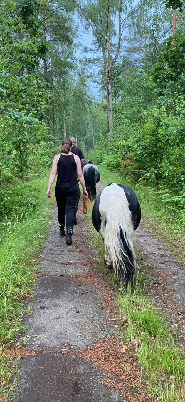 Fölstona kommer på sommarbete vid sjön