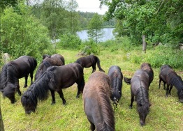 Med kompisarna sommaren (juni) 2021