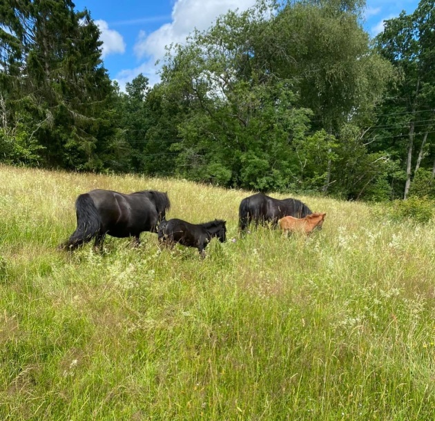 Stona som fölade sent i juni fick komma till flcoken,
