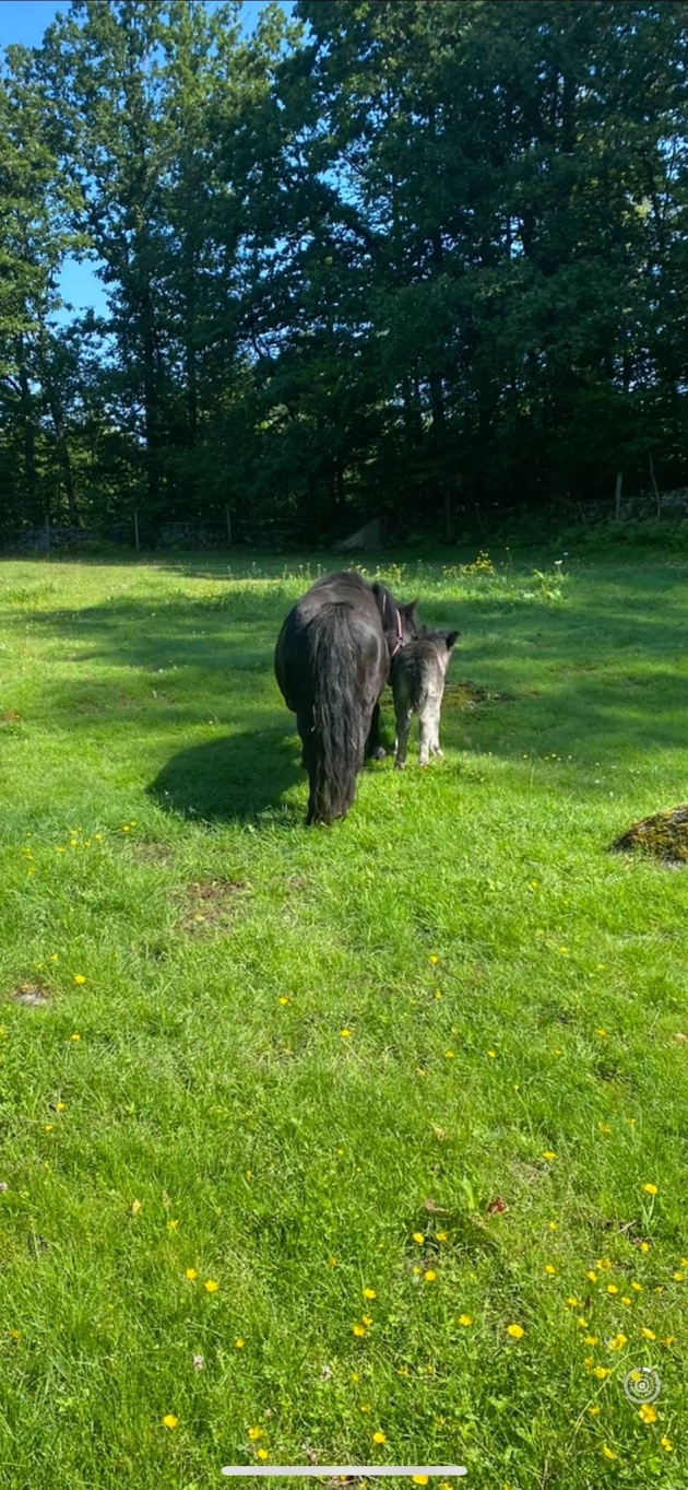 Föl nr 7 föds i juli! Mamma är Japonica och Pappa Yaght.