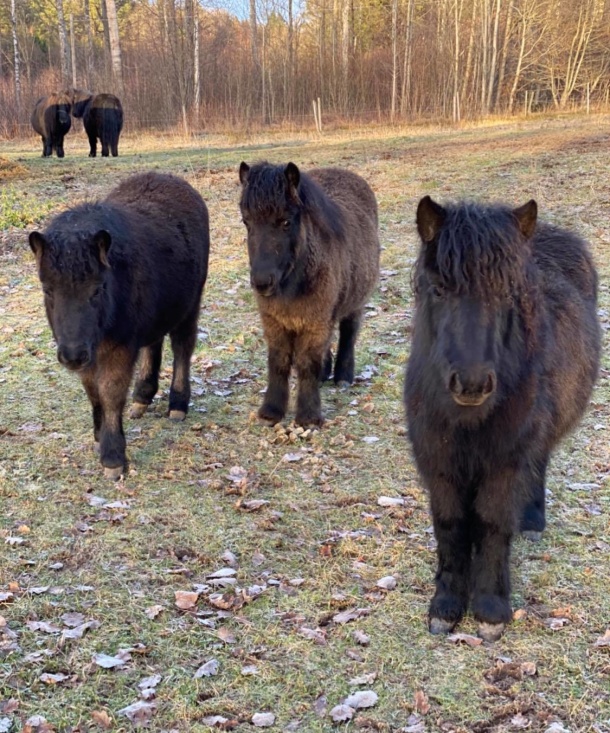 Triss i lady's Holm - våra yngsta föl (samtliga ston)