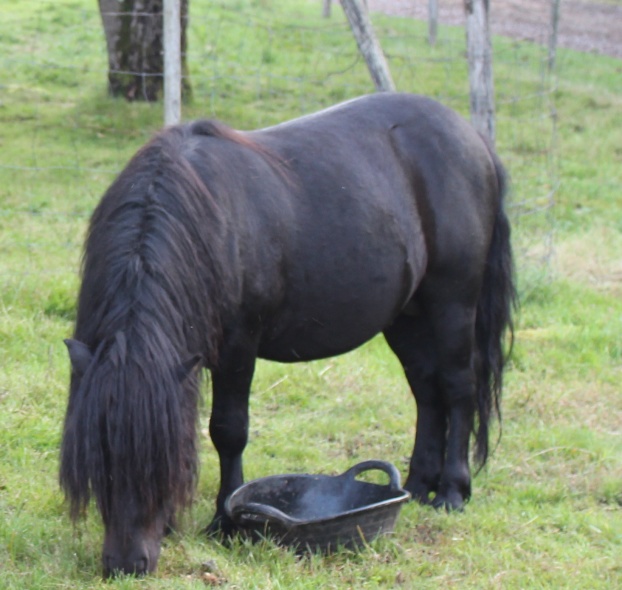 3 år