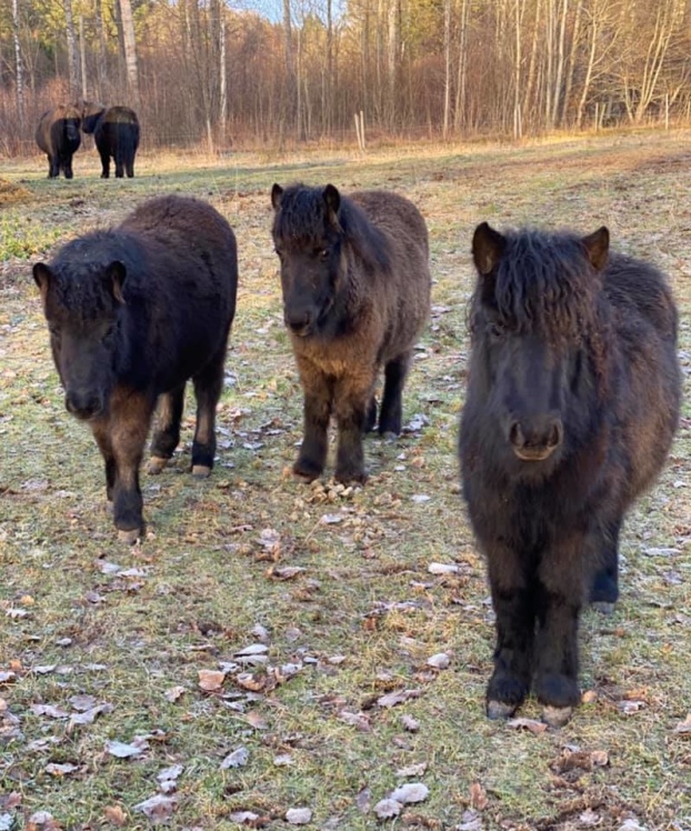 Charm längst till höger - 6månader