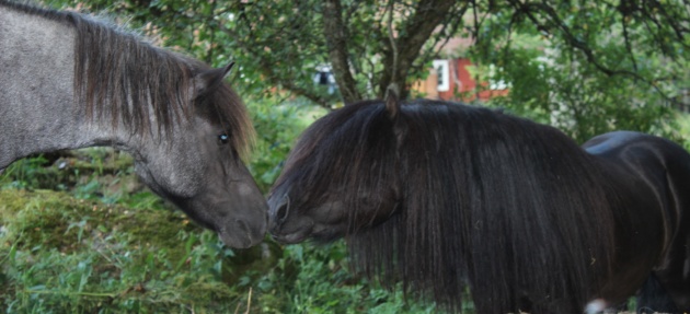 Yaght och Carisma 2014
