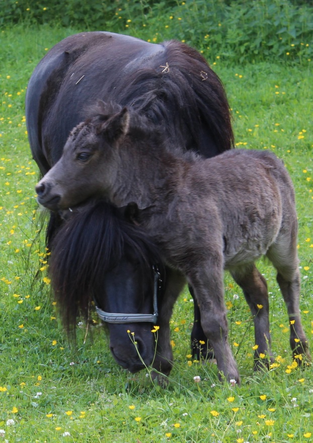 "Min mamma" "Min mamma"